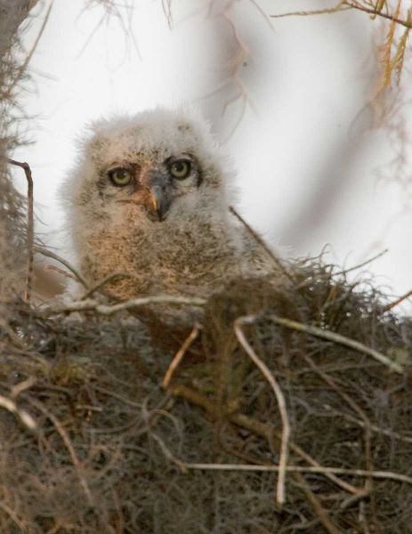 FL, Boynton Beach Nesting great horned owl chick